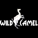 Wild Camel